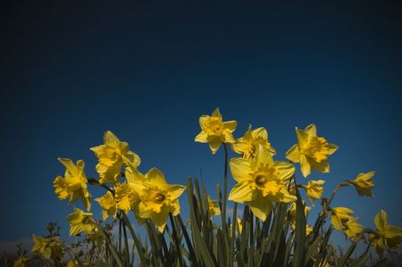 Yellow Crocusses against blue background with vignetの写真素材
