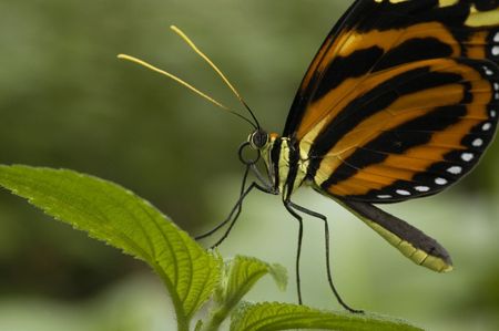 Butterfly chilling out on a leaf