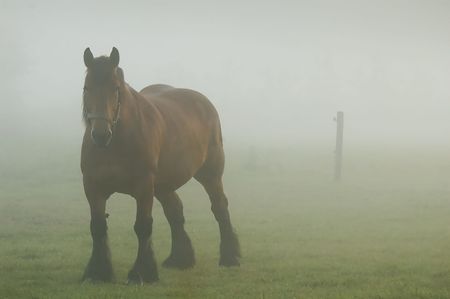 horse standing on grass in the fogの写真素材
