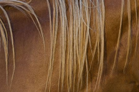 Horse's mane closeupの写真素材