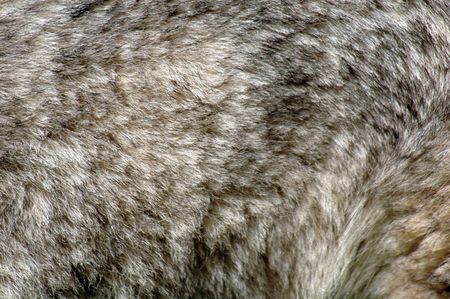 fur of a siberian husky