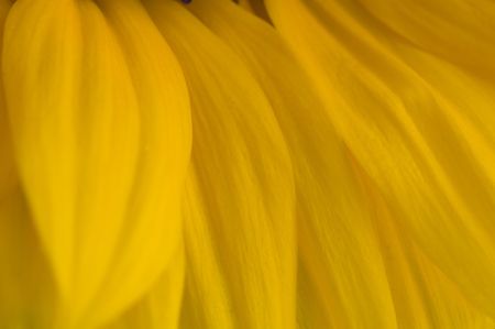yellow flower backgroundの写真素材