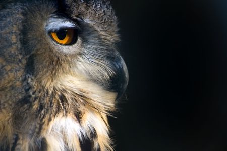 sideportrait  of an owl on a black backgroundの写真素材
