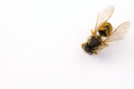 bee isolated on white backgroundの写真素材