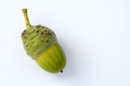 acorn isolated on white backgroundの写真素材