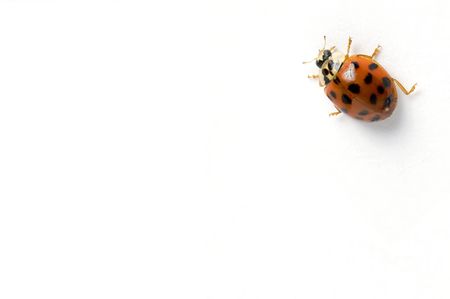 ladybug isolated on white background, crawling up ceilingの写真素材