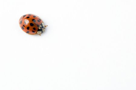 ladybug isolated on white backgroundの写真素材
