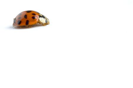 red ladybug with black spots sitting and waitingの写真素材