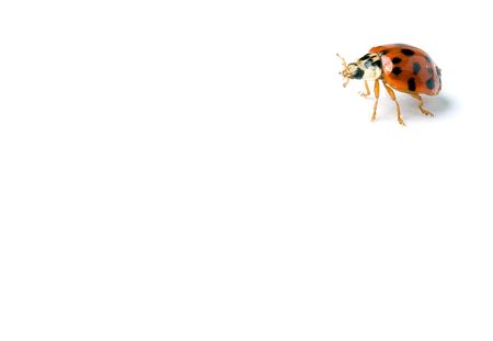 ladybug, isolated on white background, standing upの写真素材