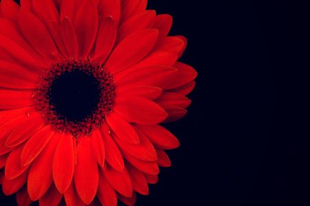 red flower isolated on black backgroundの写真素材
