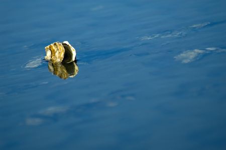 shell in beautiful blue waterの写真素材