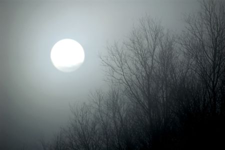 sun shining through fog with silhouettes of treesの写真素材