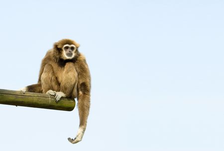 White-Handed Gibbon Sitting Down on a log against blue skyの写真素材