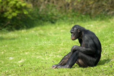 ape sitting in grass