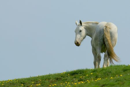 white horse standing on the horizon looking behind to the cameraの写真素材