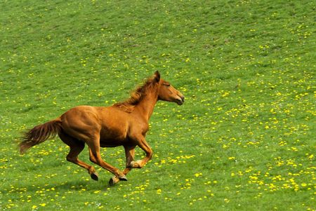 galloping horse with green natural background full of yellow flowers