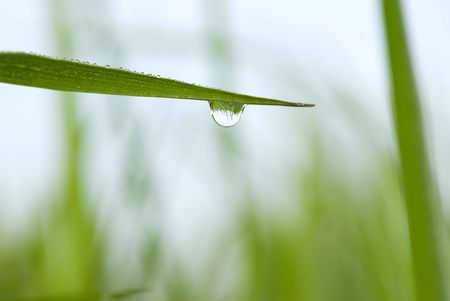 green grass with waterdrop and shallow depth of field, reflection of the surroundings in dropの写真素材