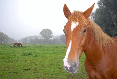 Close up of a horse with nature scene and another horse in the backgroundの写真素材