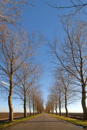 Road and Line of trees under a blue skyの写真素材