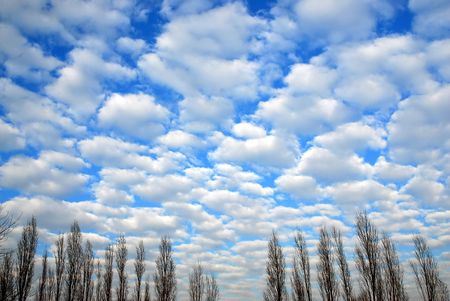 a cloudscape with line of treesの写真素材