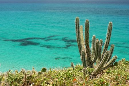 close-up of cacti with atlantic ocean in the backgroundの写真素材