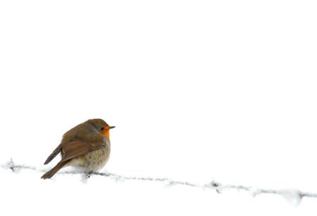Robin on frozen barb wire, isolated over whiteの写真素材