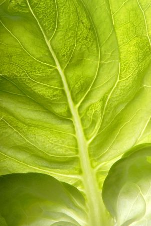 Detail of lettuce, suitable for background