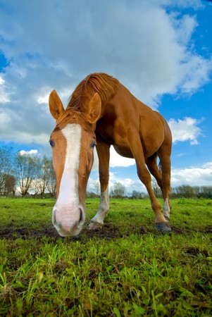 horse staring at the camera, in a meadowの写真素材