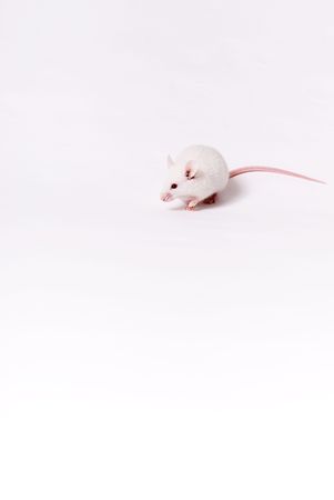 White house mouse isolated over whiteの写真素材