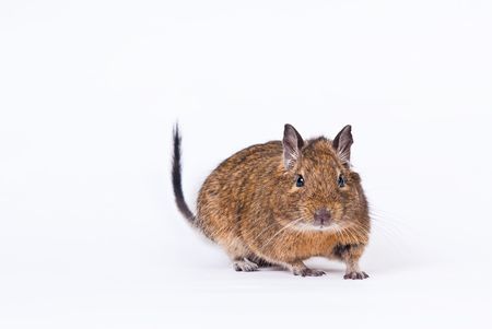 degu isolated over whiteの写真素材
