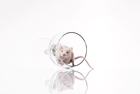white mouse in glass isolated over whiteの写真素材