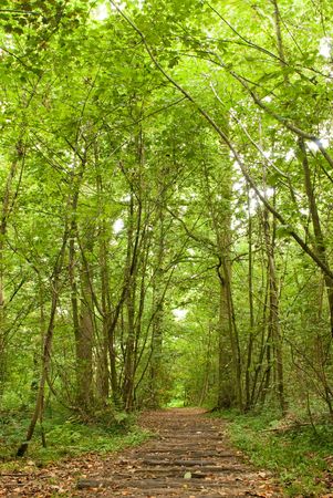 path through lush forest with vibrant colorsの写真素材