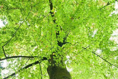 lush green tree top shot from ground, backlit