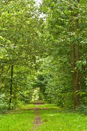 path through lush forest with vibrant colorsの写真素材