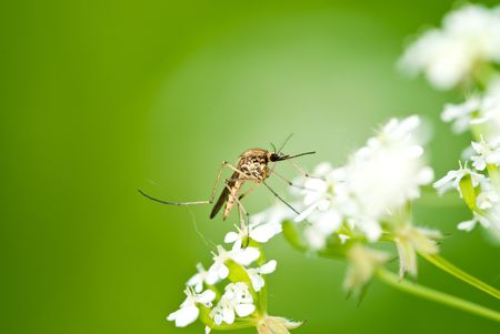 Mosquito on flower over natural greenの写真素材