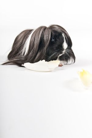 Guinea pig isolated over white backgroundの写真素材