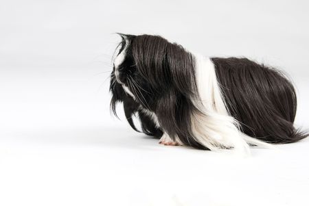 Guinea pig isolated over white backgroundの写真素材