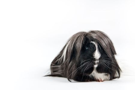 Guinea pig isolated over white backgroundの写真素材