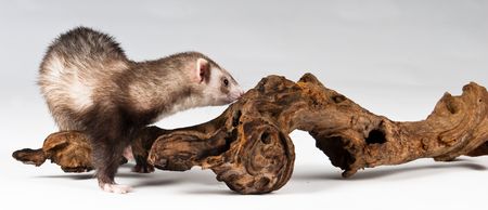 Pet ferret isolated over white backgroundの写真素材
