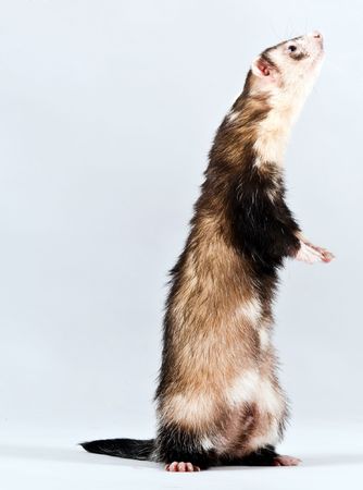 Pet ferret isolated over white backgroundの写真素材