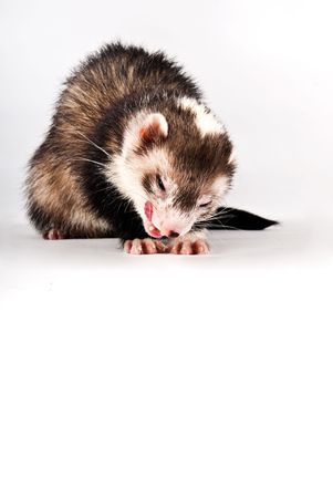 Pet ferret isolated over white background