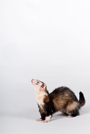Pet ferret isolated over white backgroundの写真素材