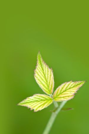 leaf isolated over lush green background