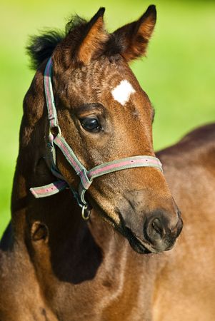 headshot of a brown horse with green backdropの写真素材