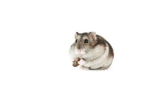 hamster isolated over whiteの写真素材