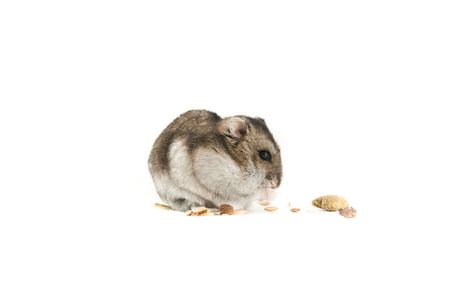 hamster isolated over whiteの写真素材