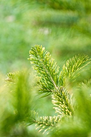 close-up of a pine in springの写真素材