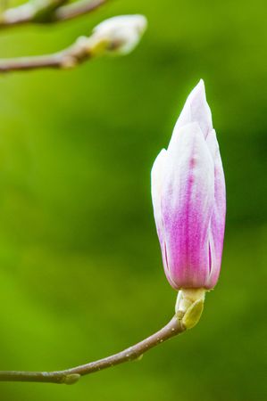 magnolia in spring with lushes green backdropの写真素材