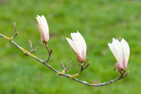magnolia in spring with lushes green backdropの写真素材