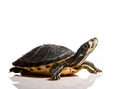 turtle isolated over white with copy spaceの写真素材